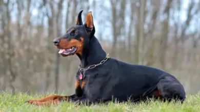 Černý doberman leží na trávě v přírodě.