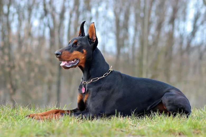 Černý doberman leží na trávě v přírodě.