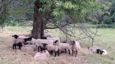 Stádo ovcí s černými hlavami pod stromem na louce.