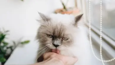 Kočka líže ruku majitele v blízkosti okna.
