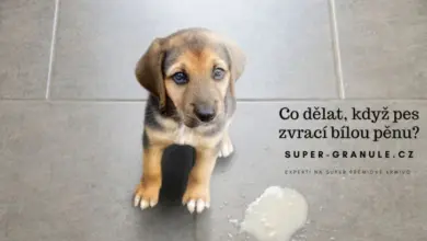 Pes zvrací bílou pěnu na dlažbě