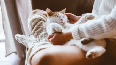 Osoba drží kočku na klíně, která se uvolněně odpočívá.