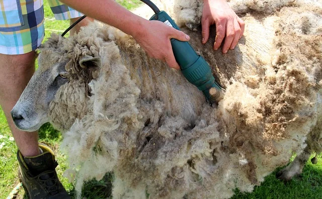Muž stříhá vlnu z ovce elektrickým strojem na trávníku.
