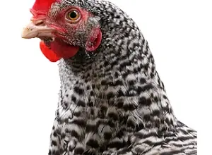 Hlava skvrnité slepice s otevřeným okem na bílém pozadí.