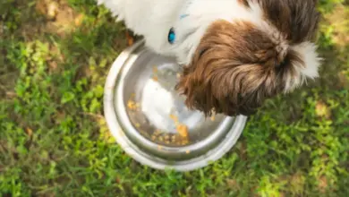 Štěně yorkie jí z misky venku na trávě.