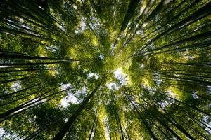 Forest canopy view