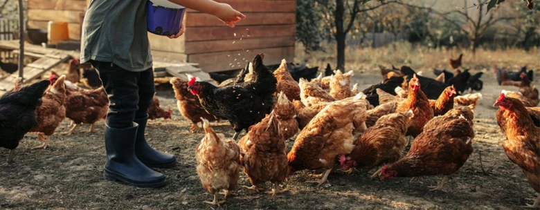Osoba krmit slepice kukuřicí na farmě.