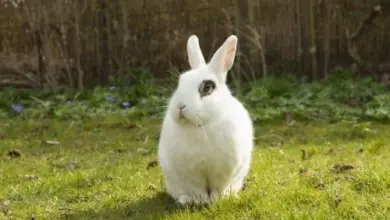 Bílý králík sedí na trávě v přírodě.