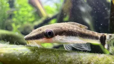 Pleco ryba na rostlině v akváriu