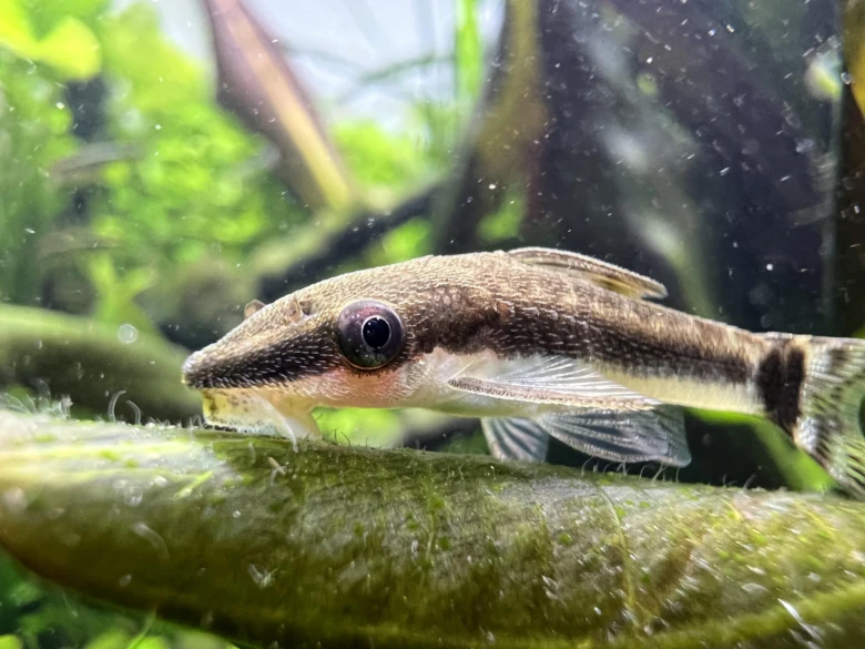 Pleco ryba na rostlině v akváriu
