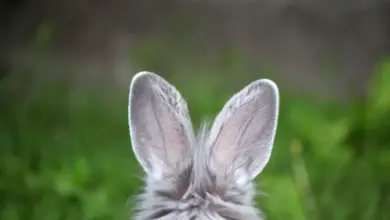 Zadní pohled na králíka s velkýma ušima v přírodě.