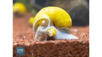 Žlutý akvarijní šnek ampularia plížící se po štěrku.
