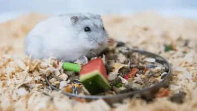 Křeček jí kousek melounu ze smíšené misky s ovocem.