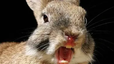 Králíček s otevřenou pusou připravený kousnout.