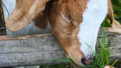 Koza jí čerstvou trávu z ruky člověka za plotem.