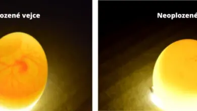 Oplodněné vejce s cévami vedle neoplodněného bez vývoje