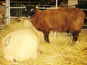 Hnědá koza stojí vedle bílého zvířete v ovčím stájí s senem.
