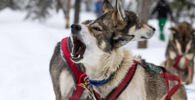 Husky v čepici vyje ve sněhu s dalším psem.