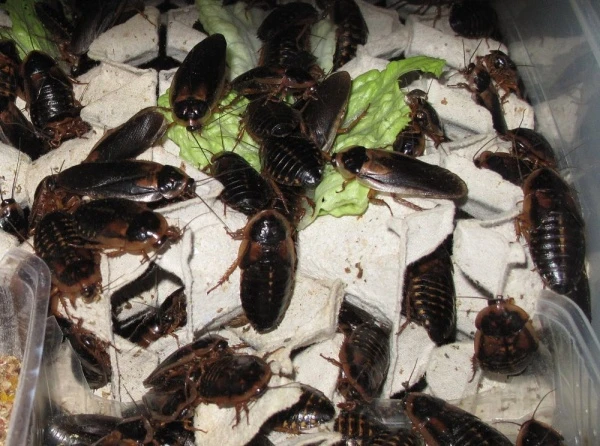 Skupina madagaskarských švábů v krabici s listím zelí.