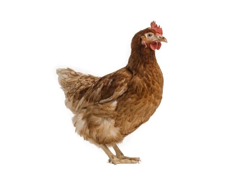 Hnědá slepice na bílém pozadí, typická pro chov Isa Brown.