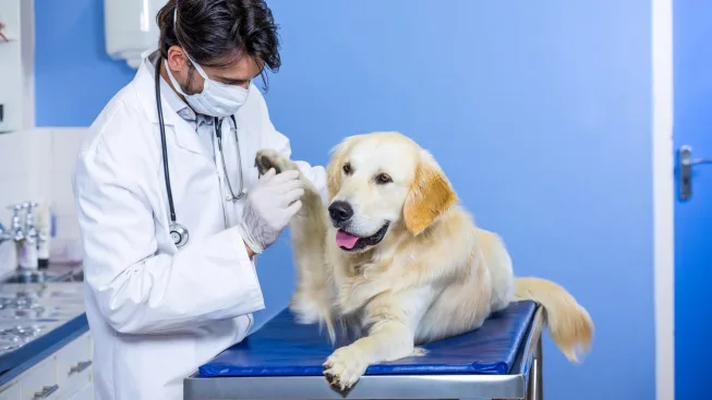 Veterinář zkoumá tlapku zlatého retrívera v ordinaci.