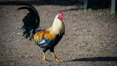 Kohout s barevným peřím stojí na zemi.