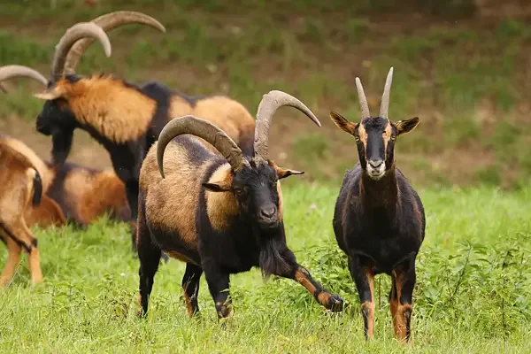 Skupina koz stojí na zelené louce.