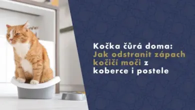 Kočka sedí v košíku na písek vedle misky s jídlem.