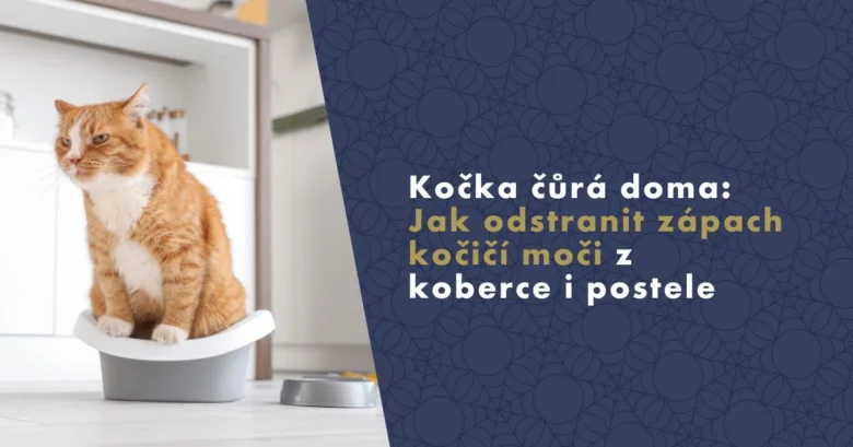 Kočka sedí v košíku na písek vedle misky s jídlem.