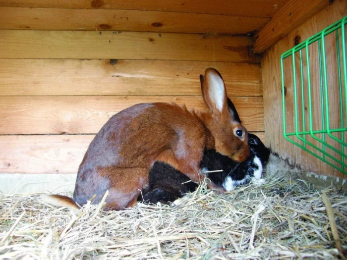 Rabbits mating