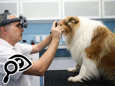 Veterinář zkoumá oči psa v ordinaci.