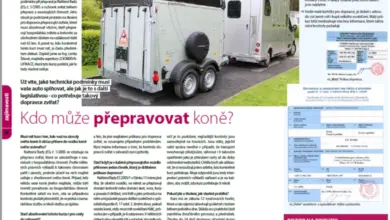 Bílý přívěs pro přepravu koní s veterinárním osvědčením