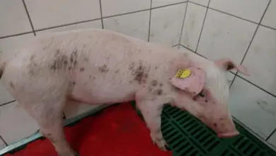 Prase s kožními lézemi v chovatelské stájí.