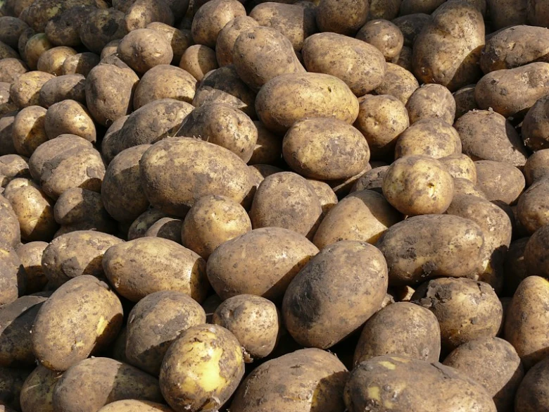 Hromada syrových brambor s hnědou kůrou na slunci.