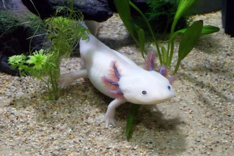 Bílý axolotl plave mezi vodními rostlinami v akváriu.
