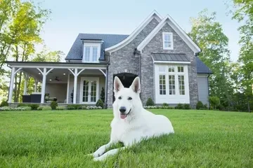 White german shepherd dog