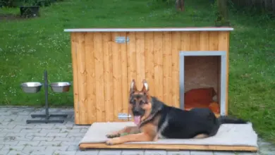 Německý ovčák leží před správně velikou dřevěnou psí boudou.