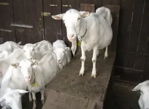 Skupina bílých koz v chlévě, jedna kouká na kameru.