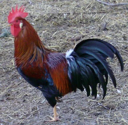 Rooster standing on ground