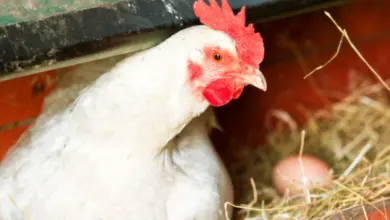 Bílá brojlerka sedí v hnízdě s vejcem vedle sebe.