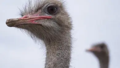 Blízko na hlavu pštrosa s dlouhým krkem.