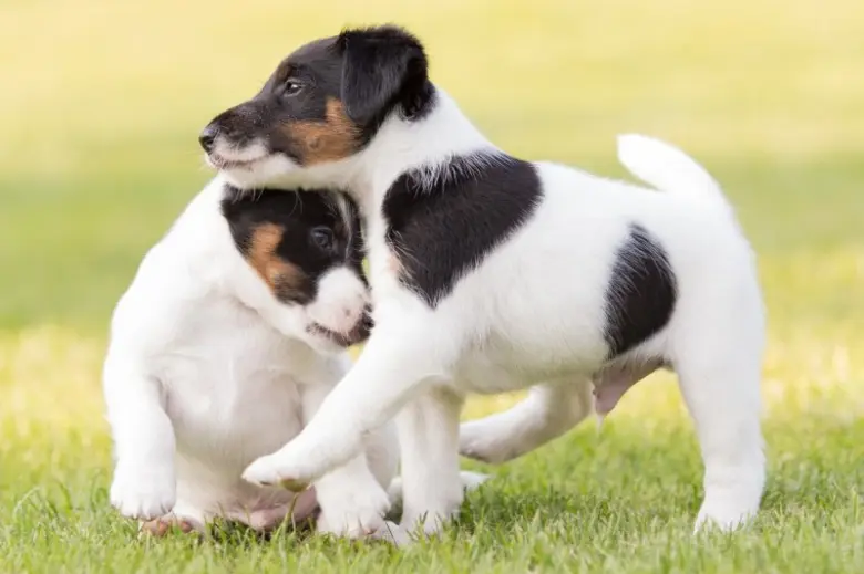 Two puppies playing on grass