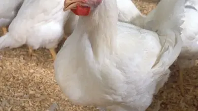 Bílý brojler stojí mezi ostatními kuřaty v chovu na pilinách.