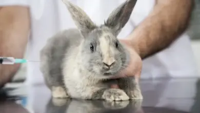 Králík dostává očkování od veterináře v ordinaci.