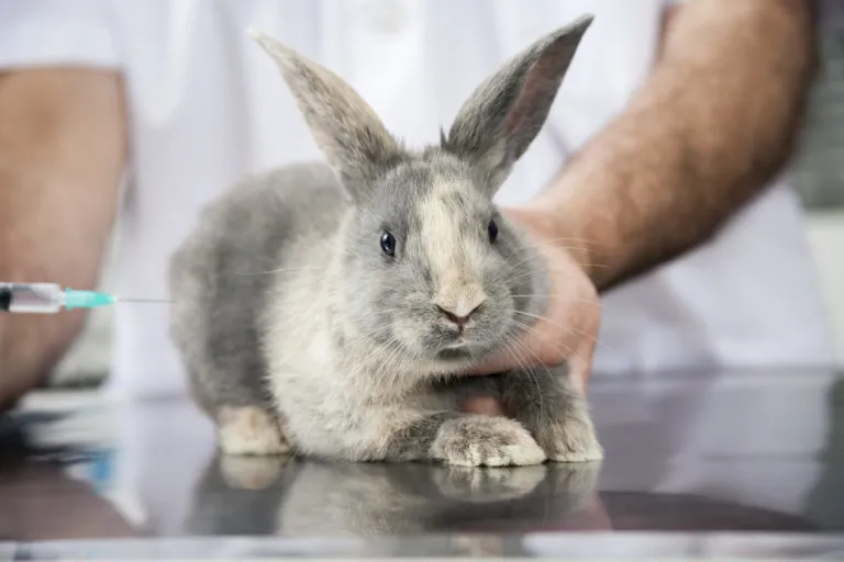 Králík dostává očkování od veterináře v ordinaci.