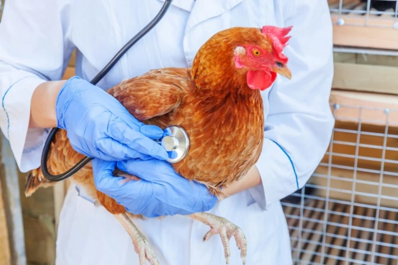 Veterinář zkoumá kuřici pomocí fonendoskopu v chovu drůbeže.