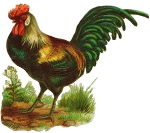 Ilustrace kohouta stojícího na trávě.