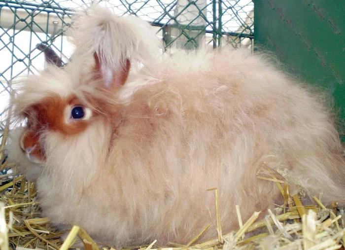 Angorský králík s dlouhou srstí v kleci na slámě.