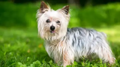 Štěně yorkie stojí na trávníku a dívá se do kamery.