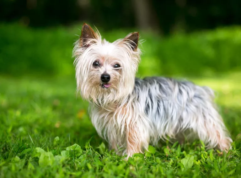 Štěně yorkie stojí na trávníku a dívá se do kamery.